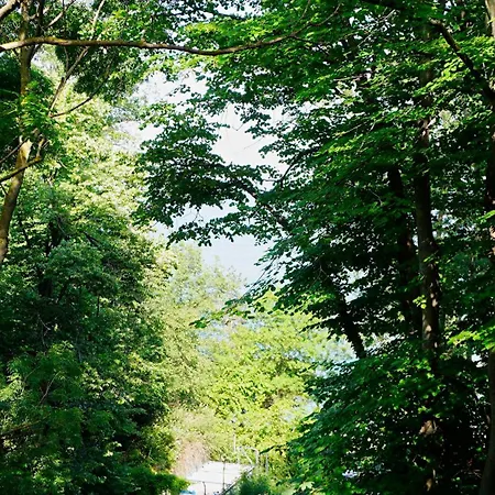 клиф форест - Byala Cliff Forest *